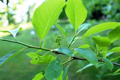 Nyssa sylvatica - tupela lesní - jarní větévka, listy a květy